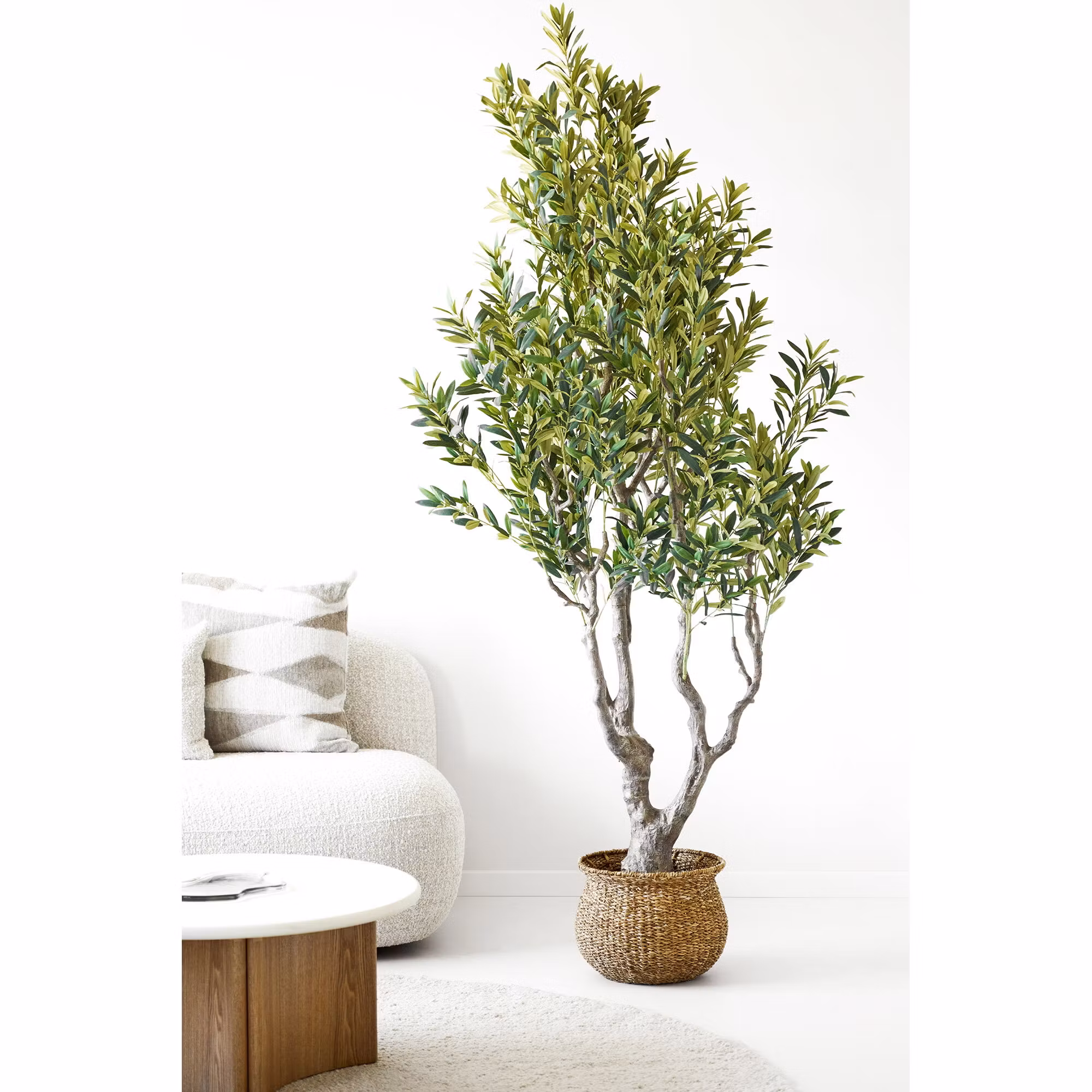 Olive Tree