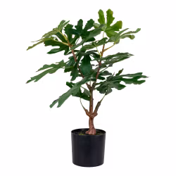 Fig Tree