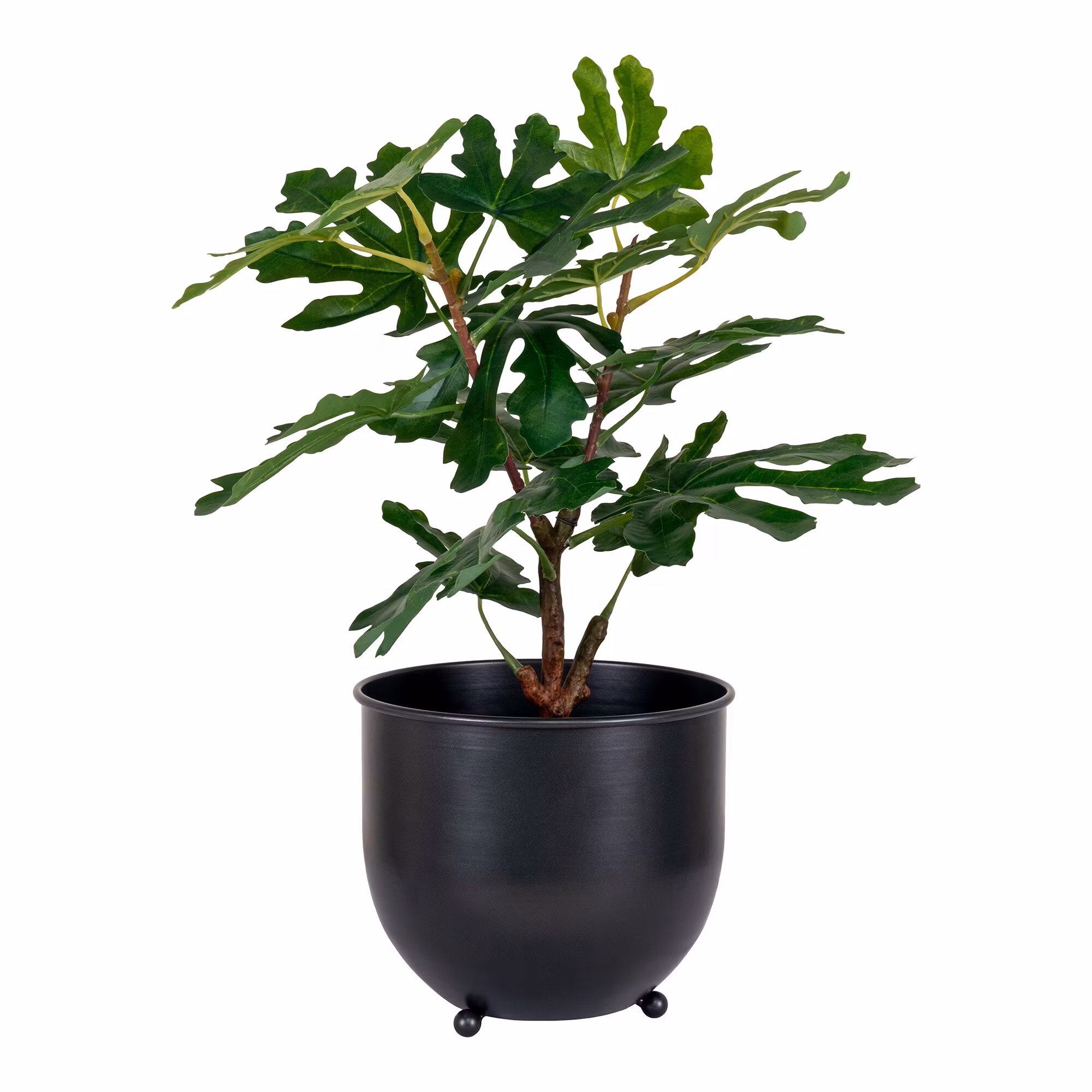 Fig Tree
