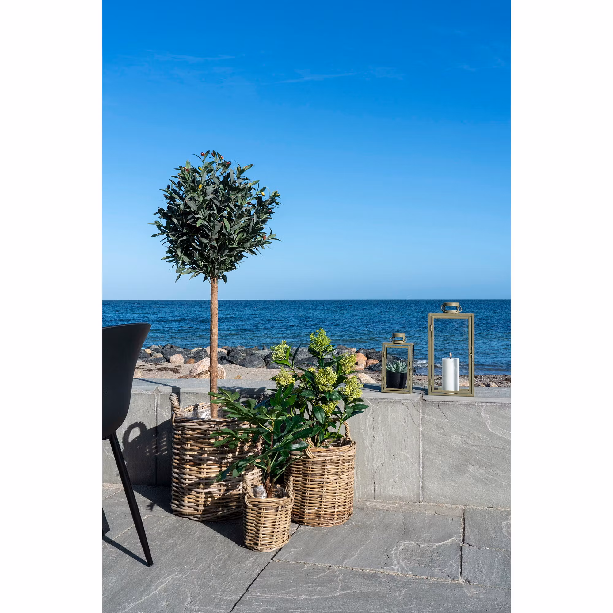 Fig Tree