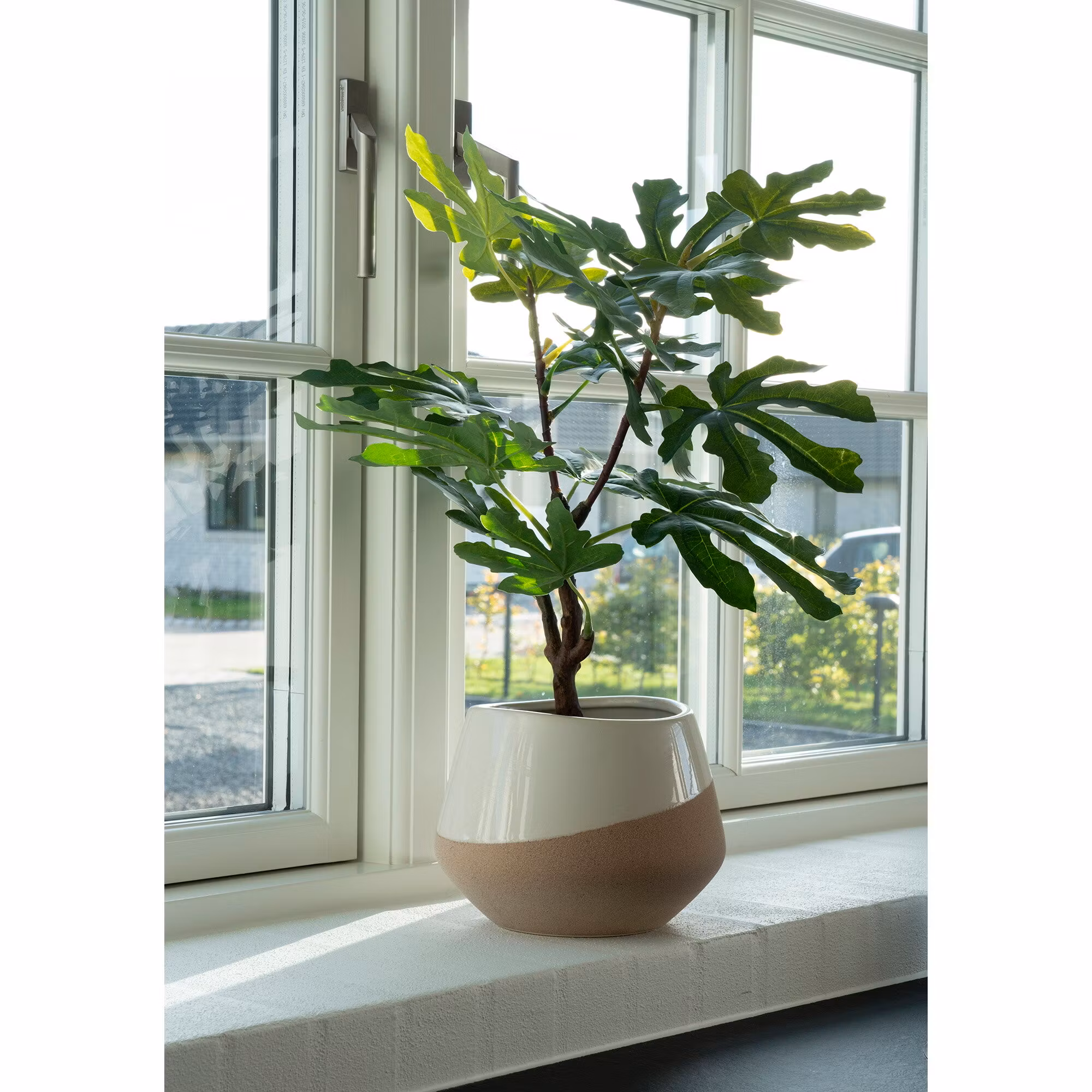 Fig Tree