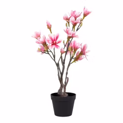 Magnolia Tree