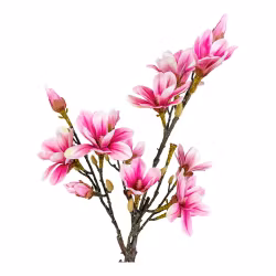 Magnolia Tree