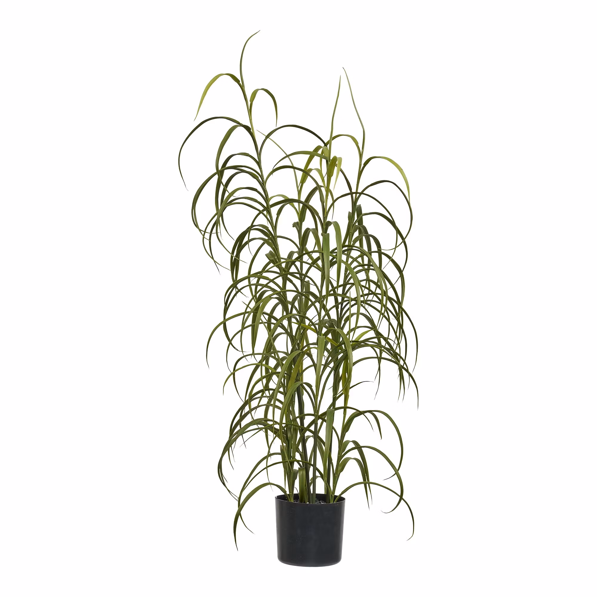 Grass Plant