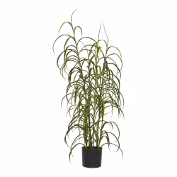 Grass Plant