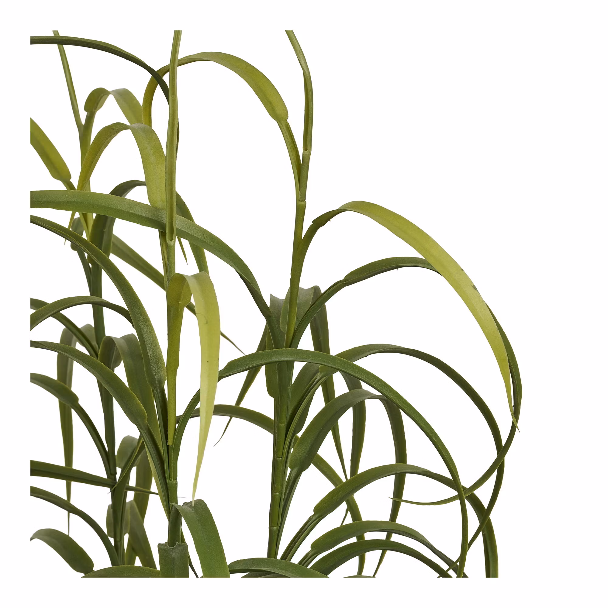 Grass Plant