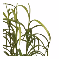 Grass Plant