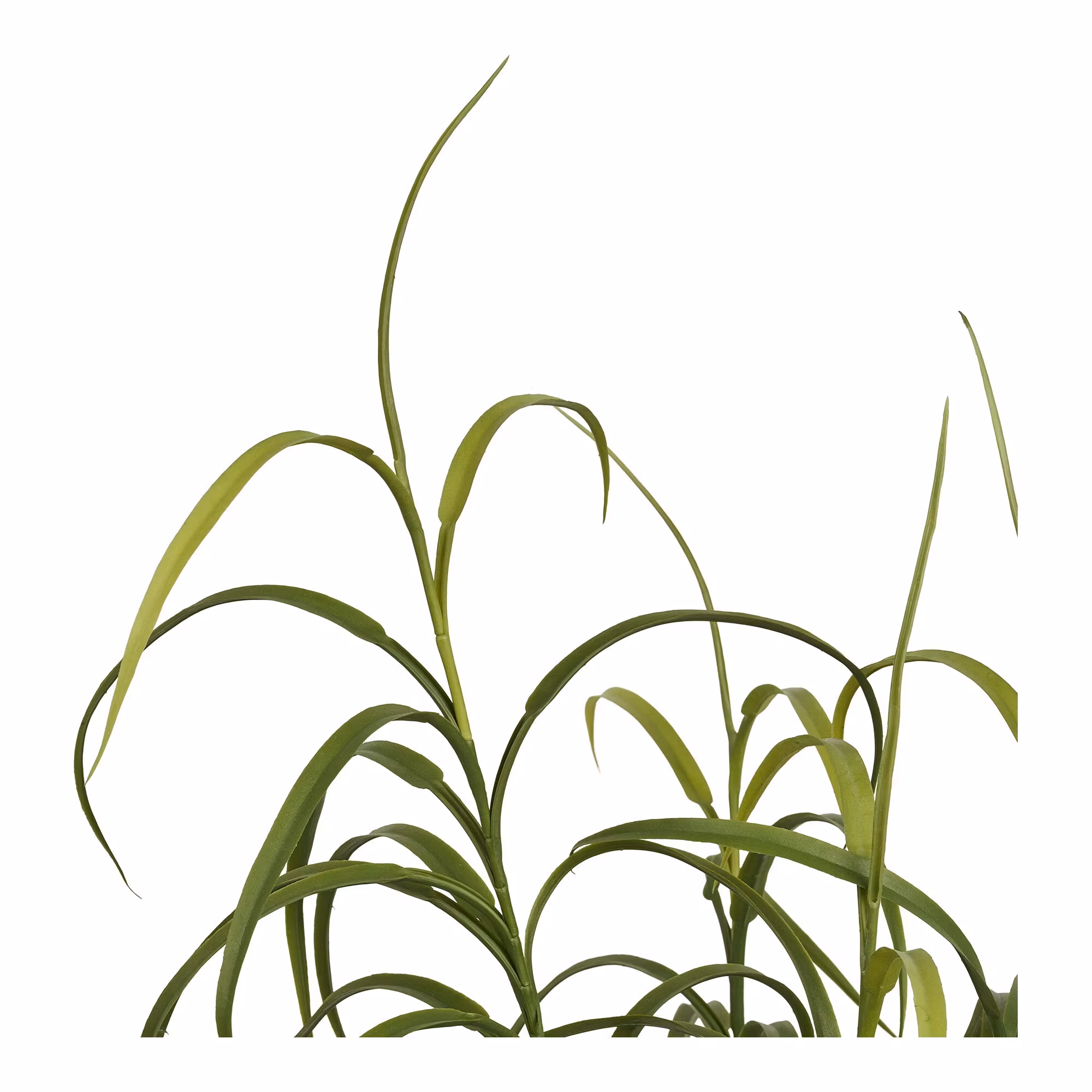 Grass Plant