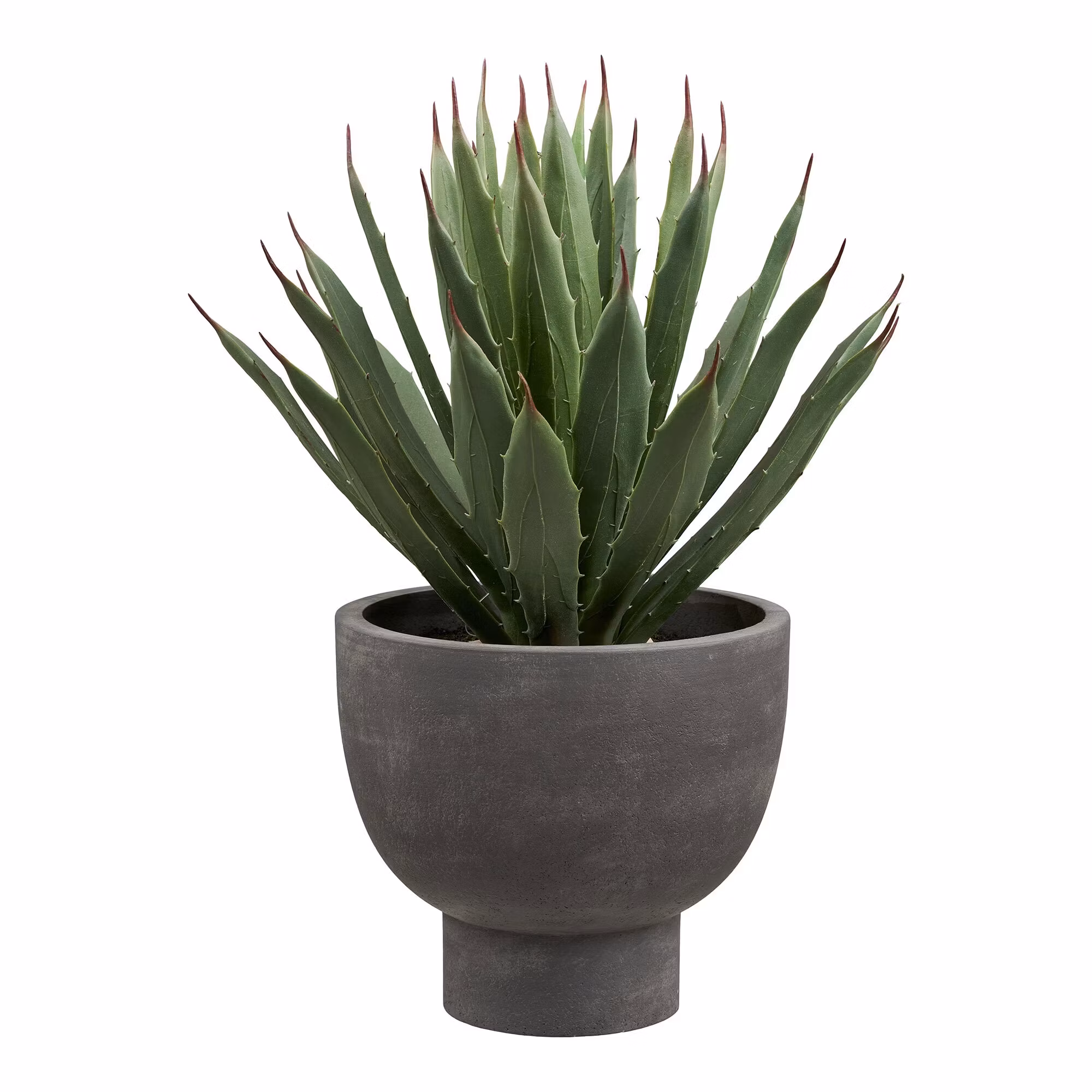 Agave Plant