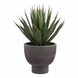 Agave Plant