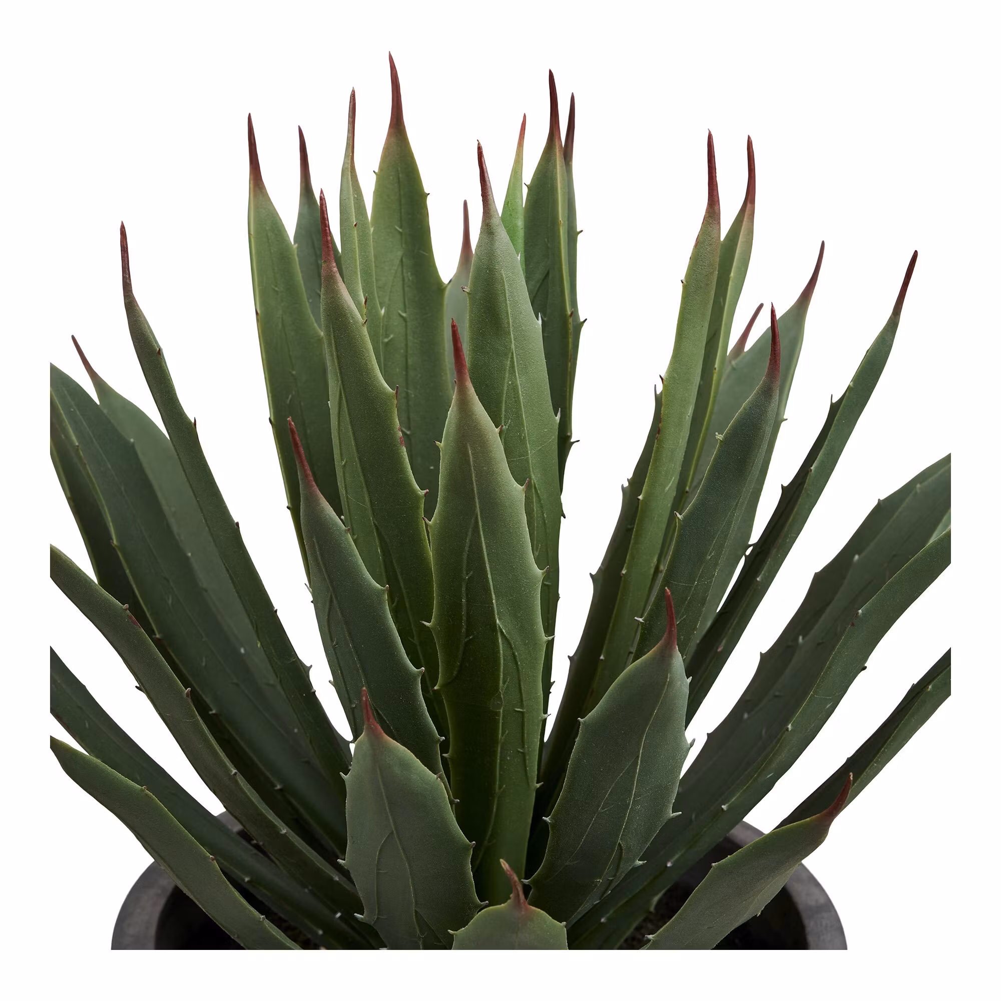 Agave Plant