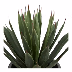 Agave Plant
