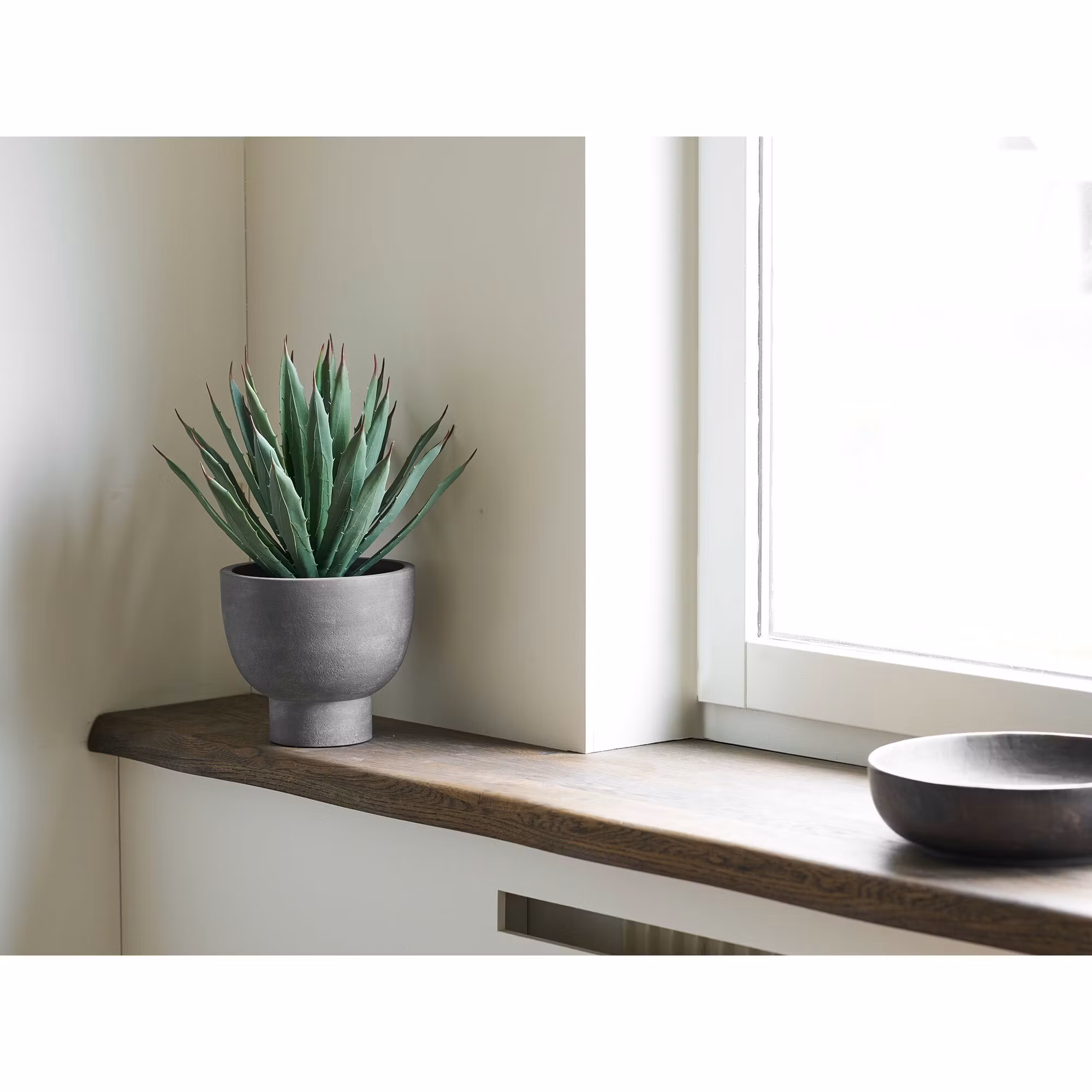 Agave Plant
