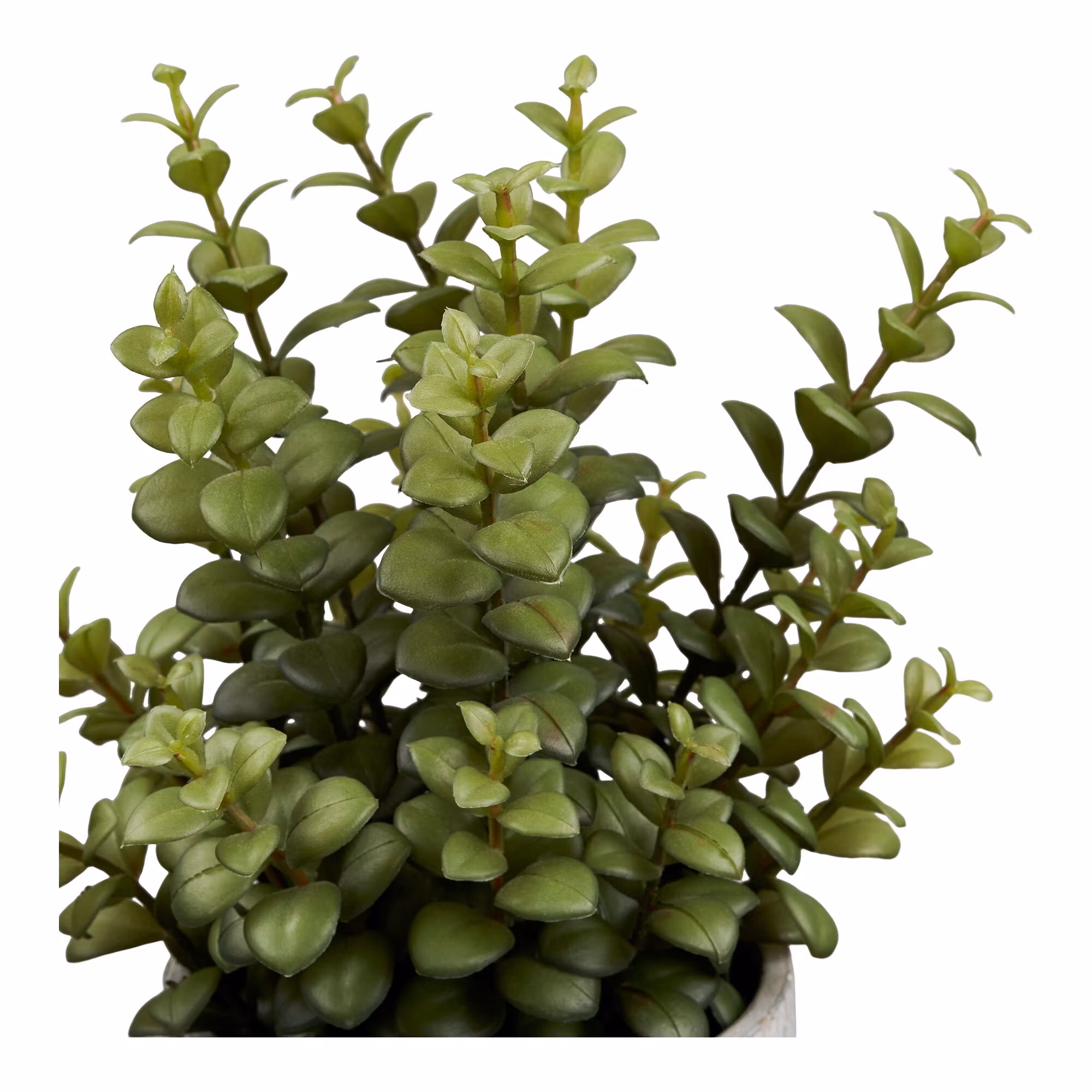Succulent