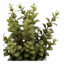 Succulent