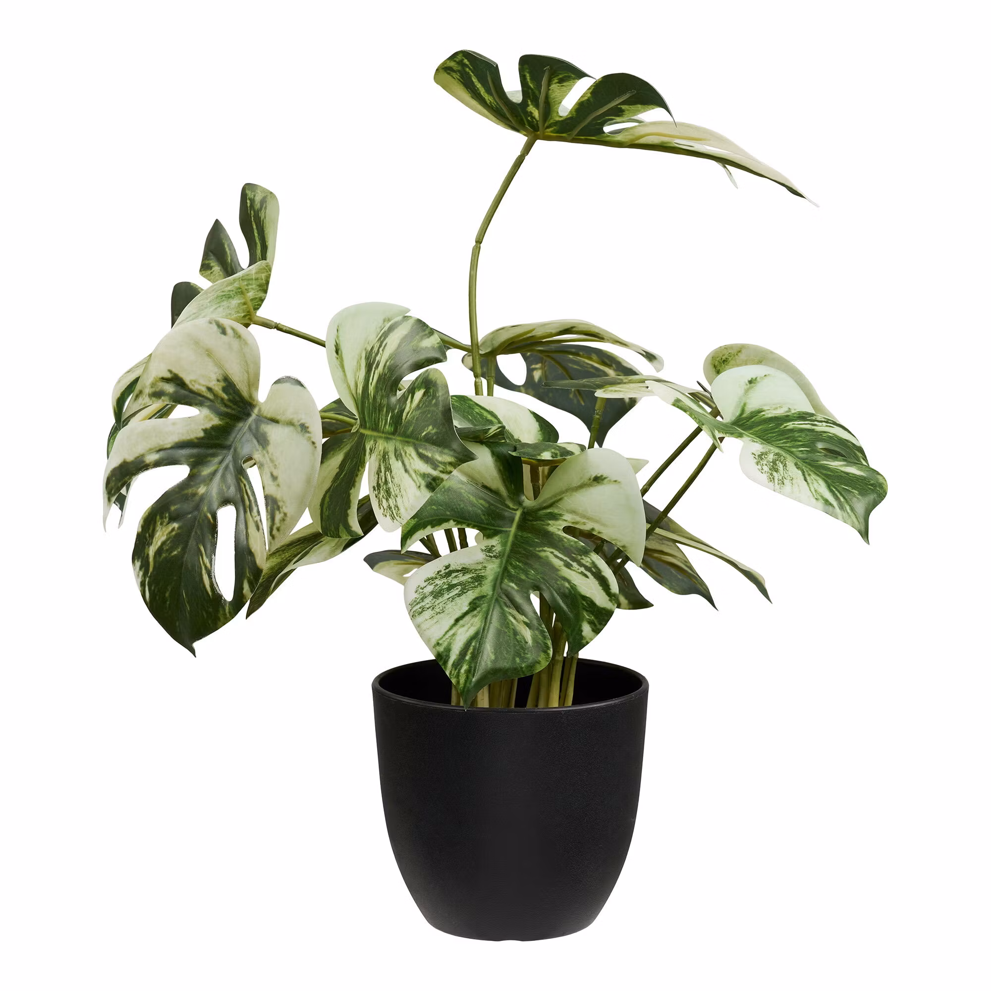 Monstera
