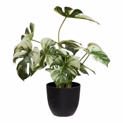 Monstera