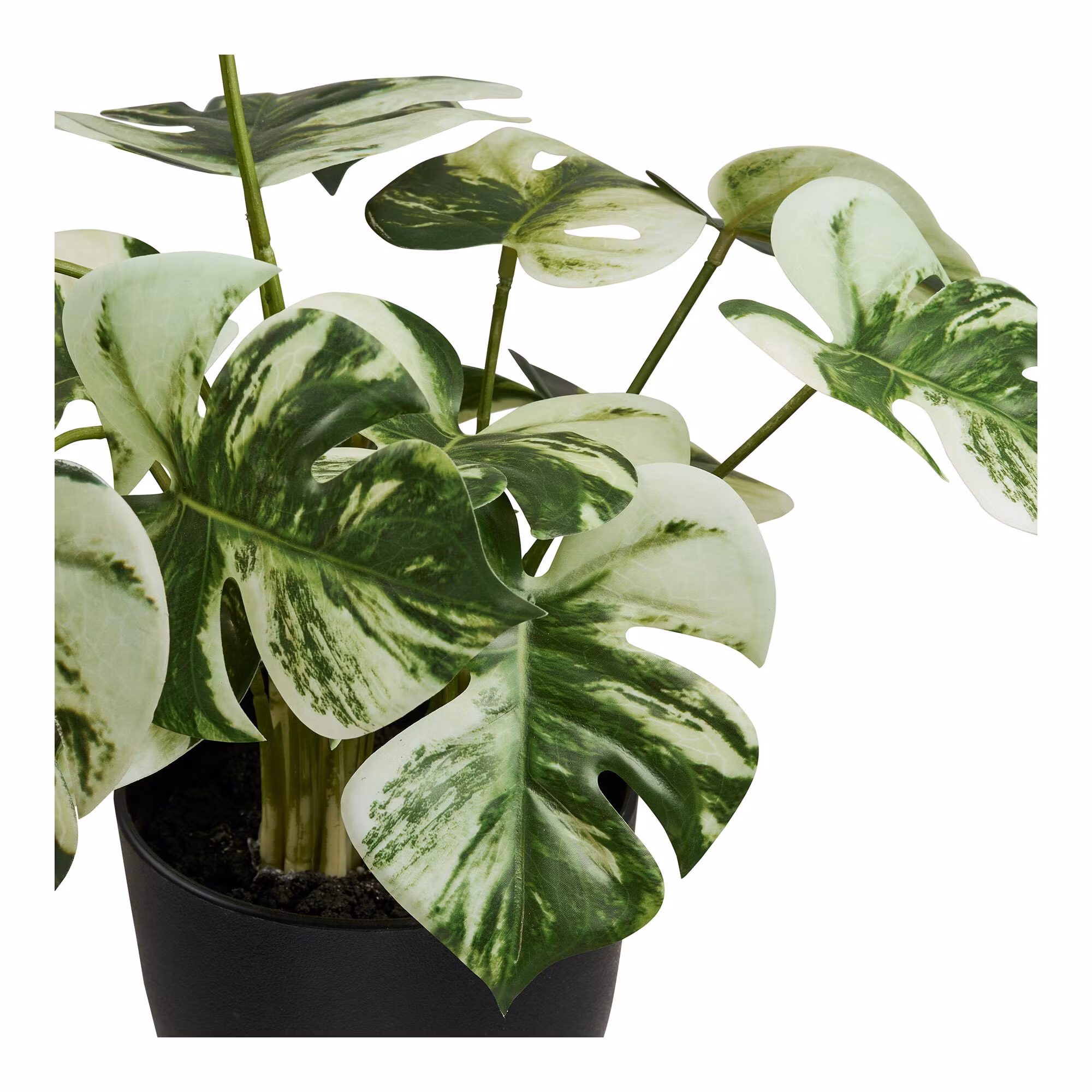 Monstera