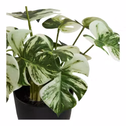 Monstera