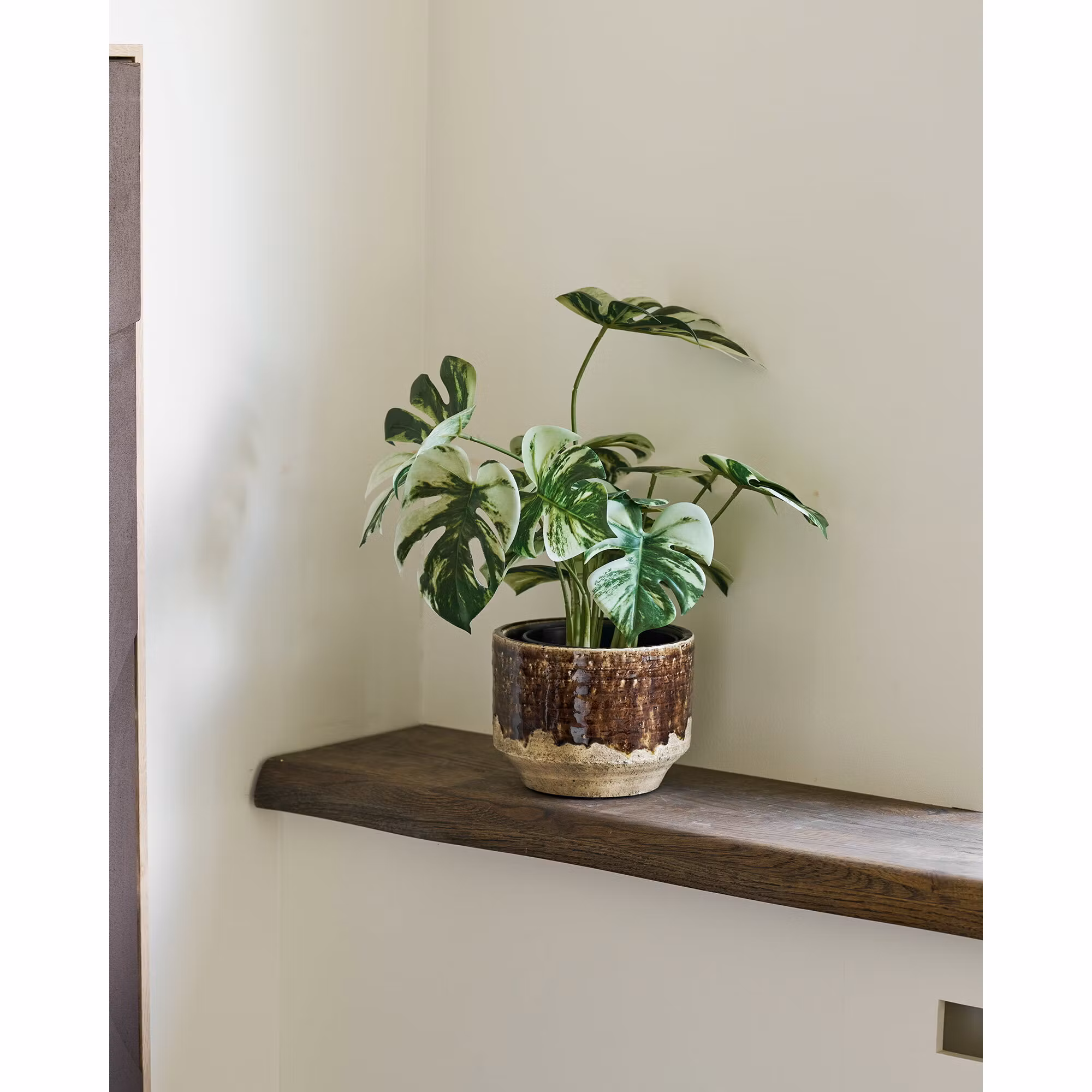 Monstera