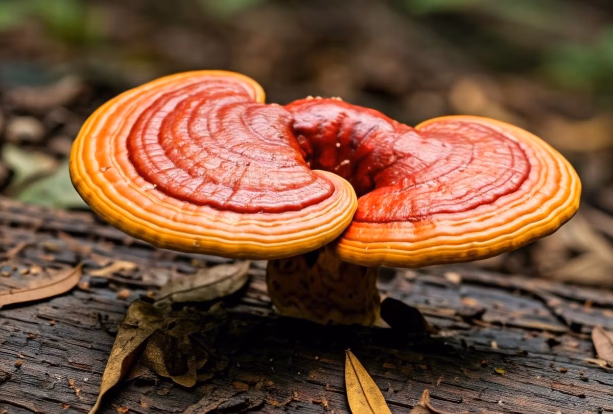 reishi mushroom