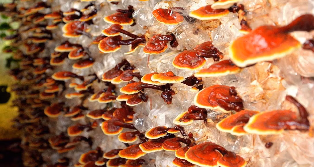 reishi mushroom