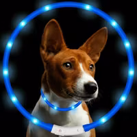 Hundhalsband LED
