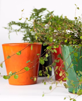Liten blomkruka-mandarin