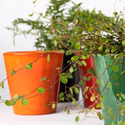 Liten blomkruka-mandarin