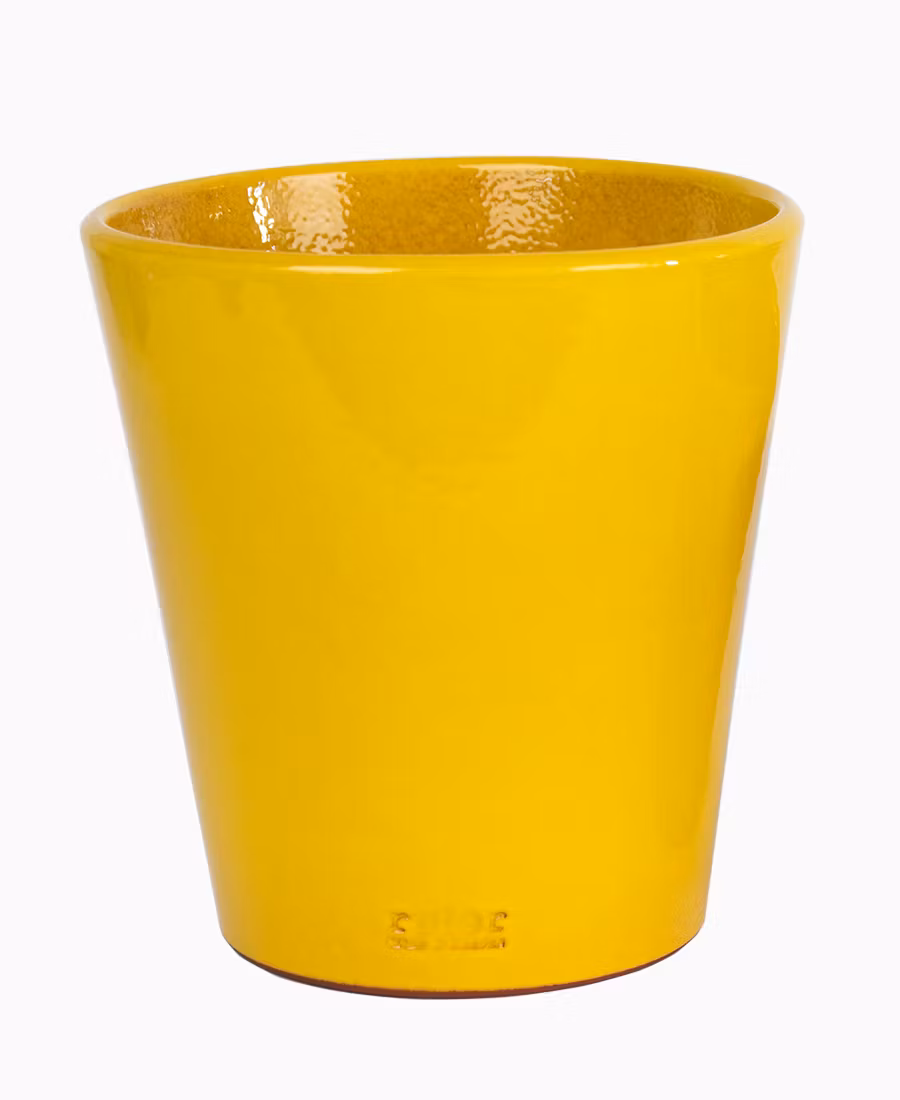 Stor blomkruka-gul