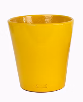 Stor blomkruka-gul