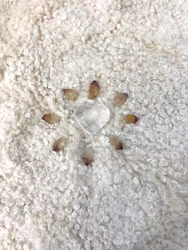 Peace grid- balance of sacred feminine and sacred masculine- clear quartz heart with unity Lemurian points