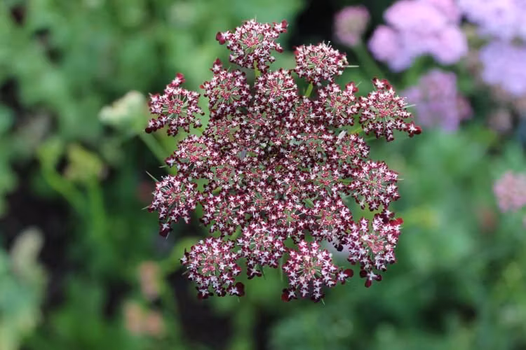 Blomstermorot - N Floralis