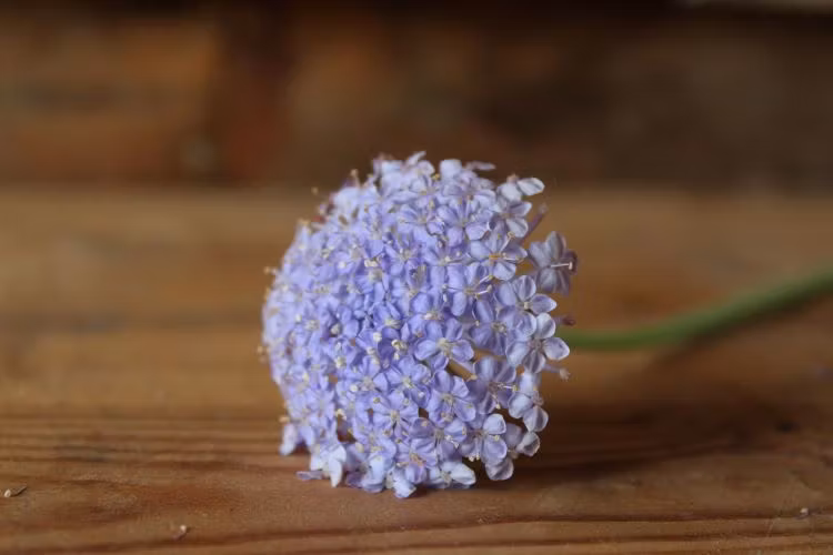 Spetsblomma - N Floralis