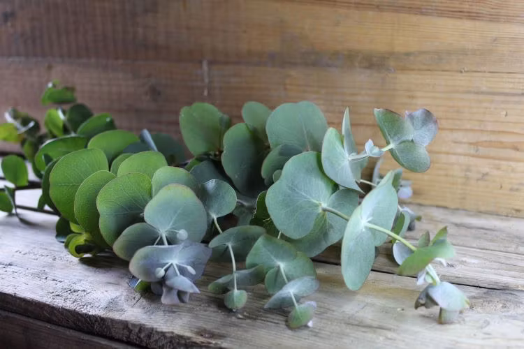 Eucalyptus - N Floralis