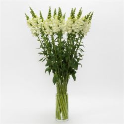 Lejongap Potomac Ivory White