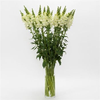Lejongap Potomac Ivory White