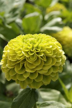 Zinnia Elegans Envy