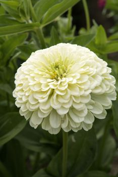 Zinnia Elegans Dahlia blommande Isabellina