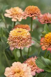 Zinnia Elegans Cresto Peachy Pink