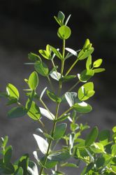Eucalyptus parvifolia boxwood
