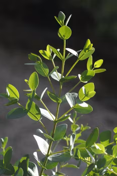 Eucalyptus parvifolia boxwood