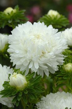 Aster King Size White