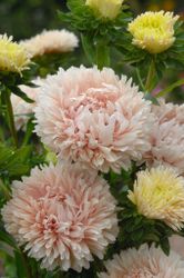Aster King Size Apricot