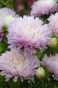 Aster King Size Appleblossom