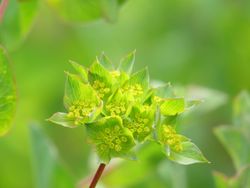 Harört Green Gold