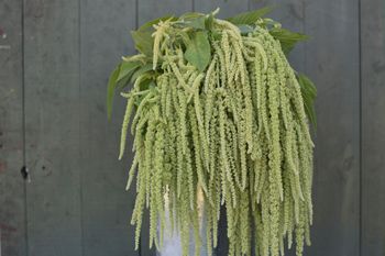 Amarant Emerald Tassels
