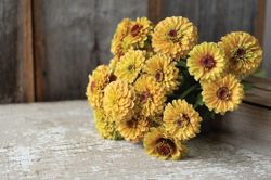Zinnia Queen Lemon Peach