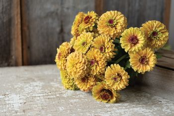 Zinnia Queen Lemon Peach