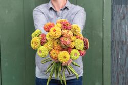 Zinnia Queen Mix